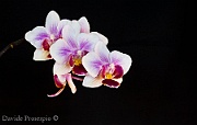 Orchidea Claudia